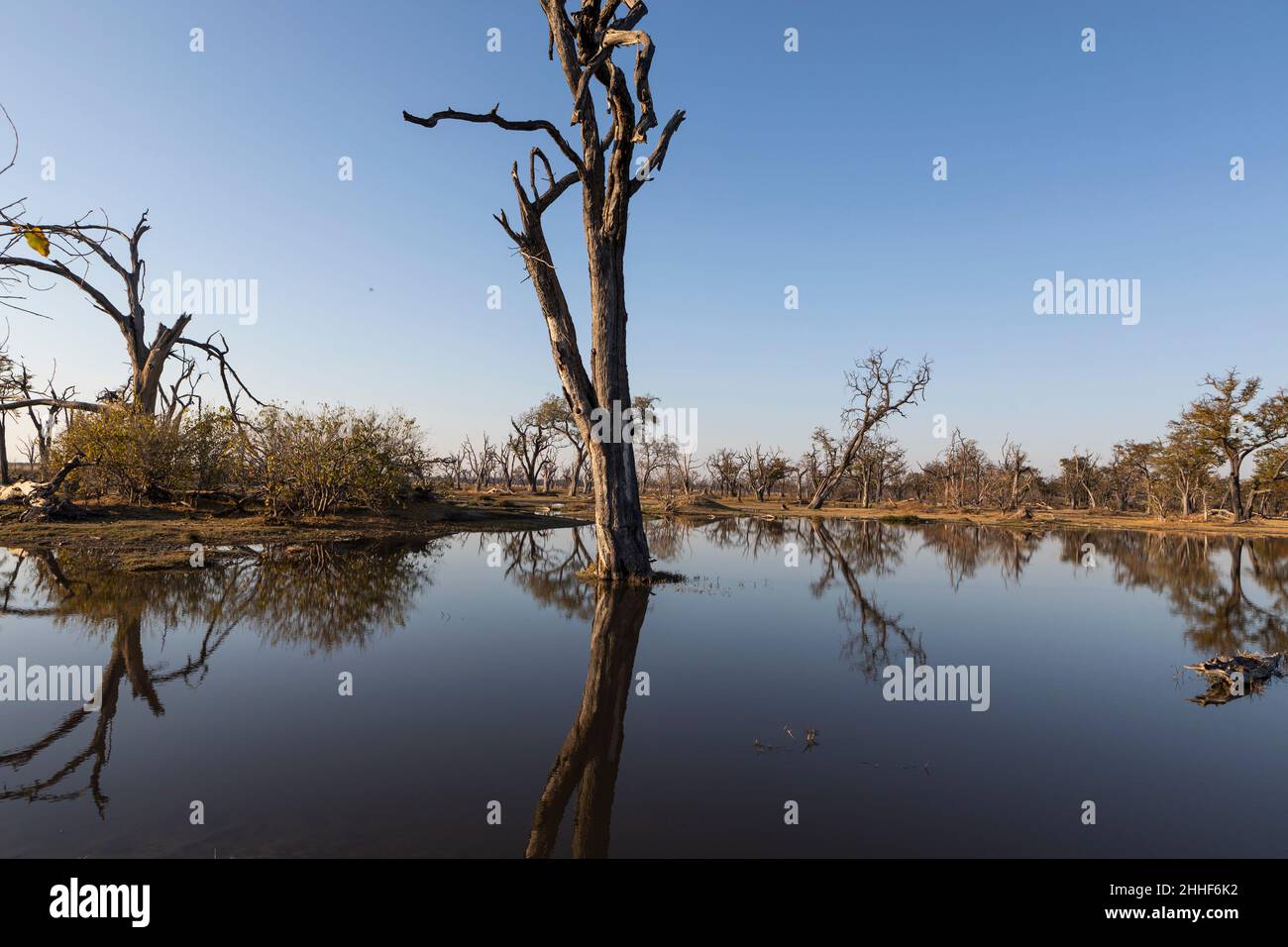 Paysage, terres humides, arbres reflétés dans l'eau calme Banque D'Images