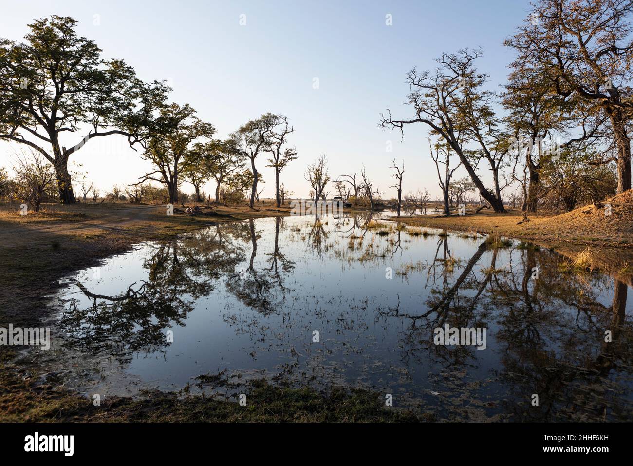 Paysage, terres humides, arbres reflétés dans l'eau calme Banque D'Images