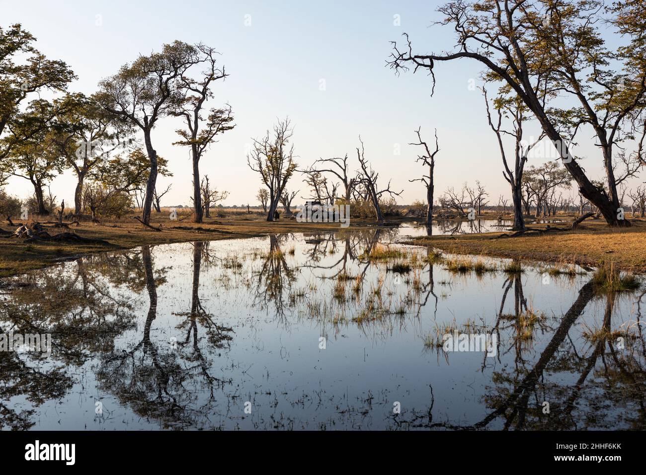 Paysage, terres humides, arbres reflétés dans l'eau calme Banque D'Images