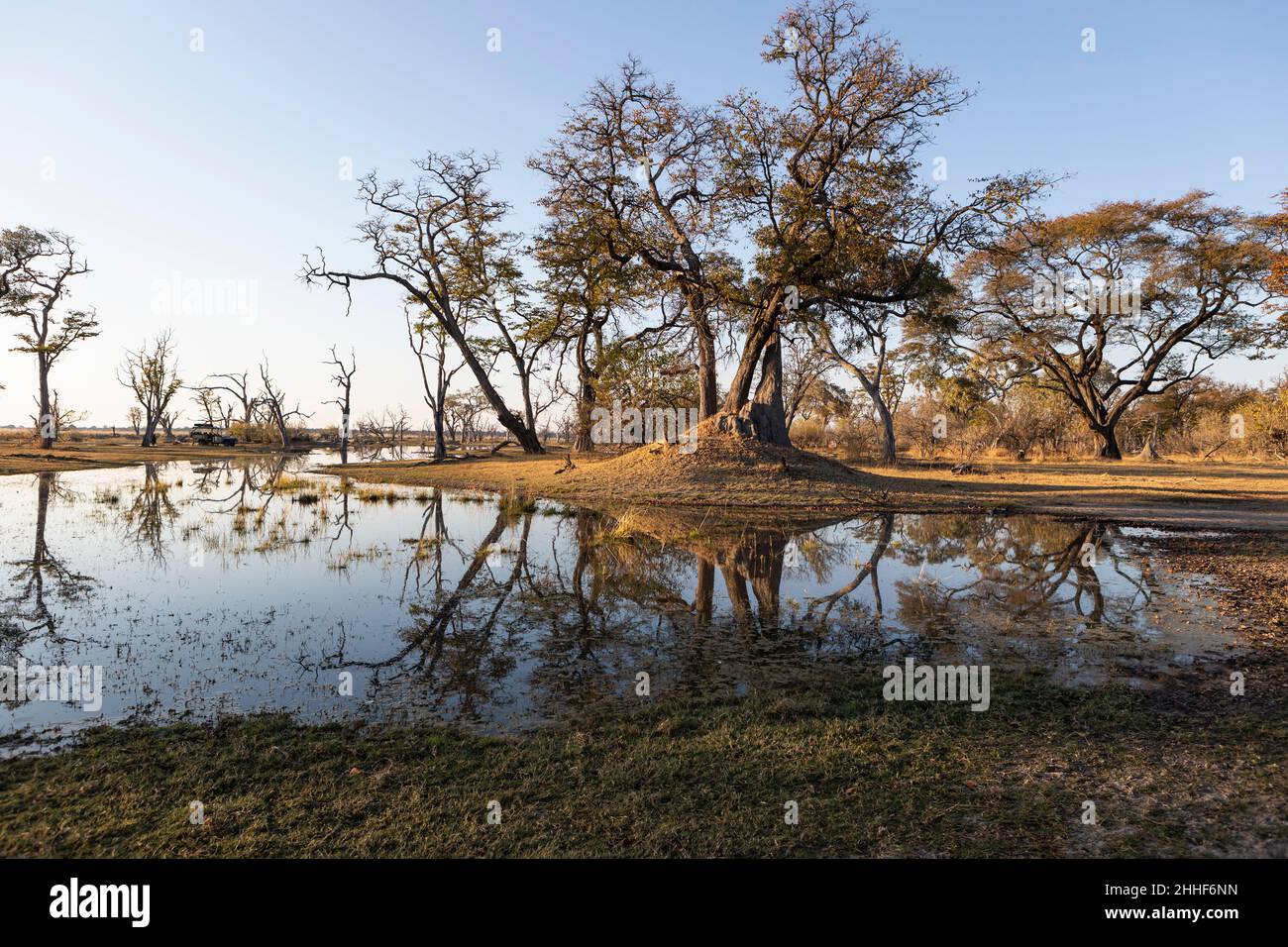 Paysage, terres humides, arbres reflétés dans l'eau calme Banque D'Images