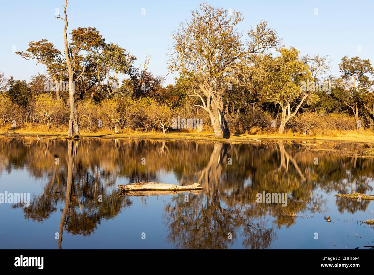 Paysage, terres humides, arbres reflétés dans l'eau calme Banque D'Images
