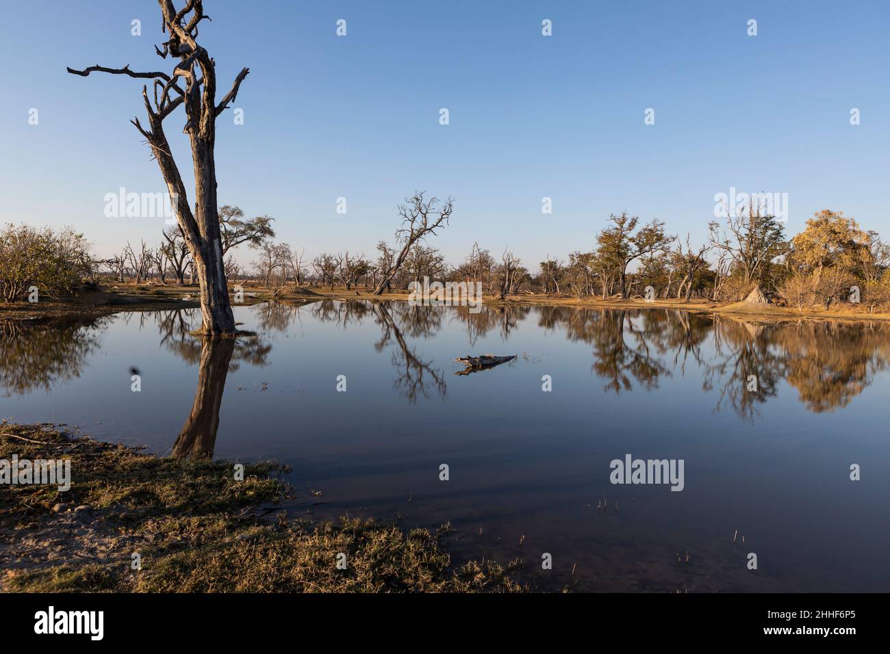 Paysage, terres humides, arbres reflétés dans l'eau calme Banque D'Images