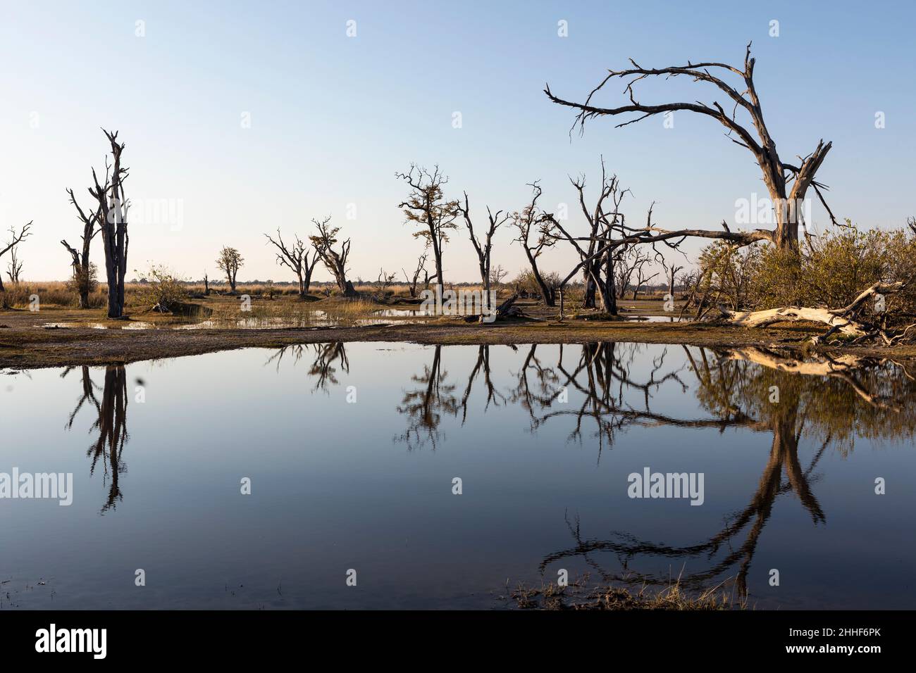 Paysage, terres humides, arbres reflétés dans l'eau calme Banque D'Images