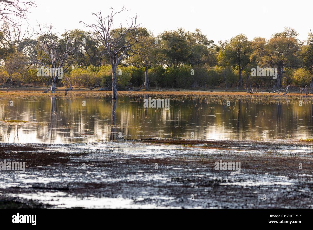 Paysage, terres humides, arbres reflétés dans les eaux calmes du delta de l'Okavango Banque D'Images