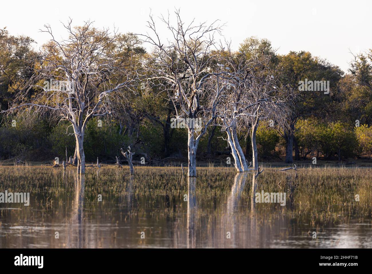 Paysage, terres humides, arbres reflétés dans les eaux calmes du delta de l'Okavango Banque D'Images