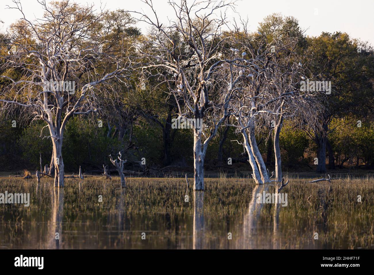 Paysage, terres humides, arbres reflétés dans les eaux calmes du delta de l'Okavango Banque D'Images