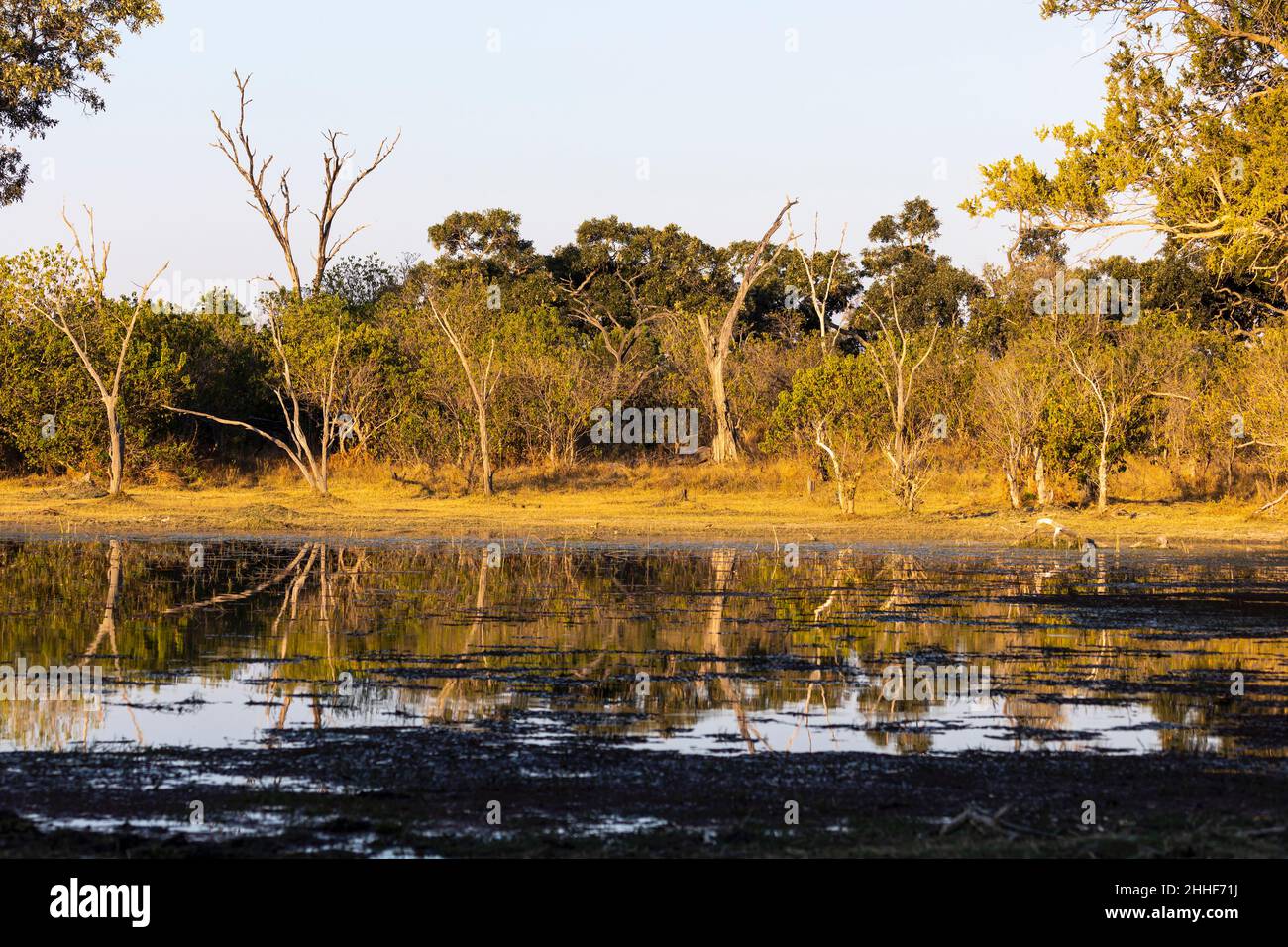 Paysage, terres humides, arbres reflétés dans les eaux calmes du delta de l'Okavango Banque D'Images