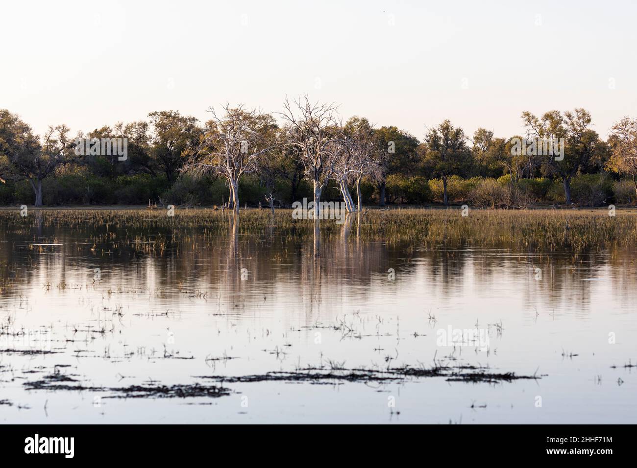 Paysage, terres humides, arbres reflétés dans les eaux calmes du delta de l'Okavango Banque D'Images