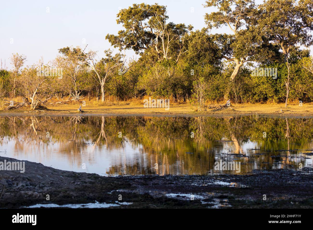 Paysage, terres humides, arbres reflétés dans les eaux calmes du delta de l'Okavango Banque D'Images