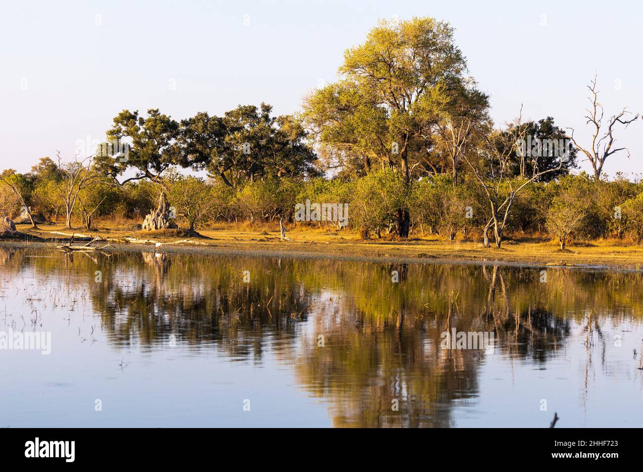 Paysage, terres humides, arbres reflétés dans les eaux calmes du delta de l'Okavango Banque D'Images
