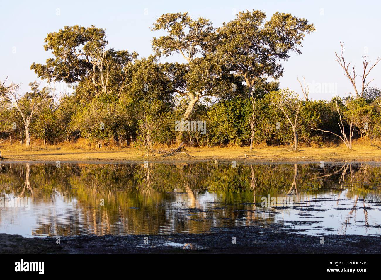 Paysage, terres humides, arbres reflétés dans les eaux calmes du delta de l'Okavango Banque D'Images