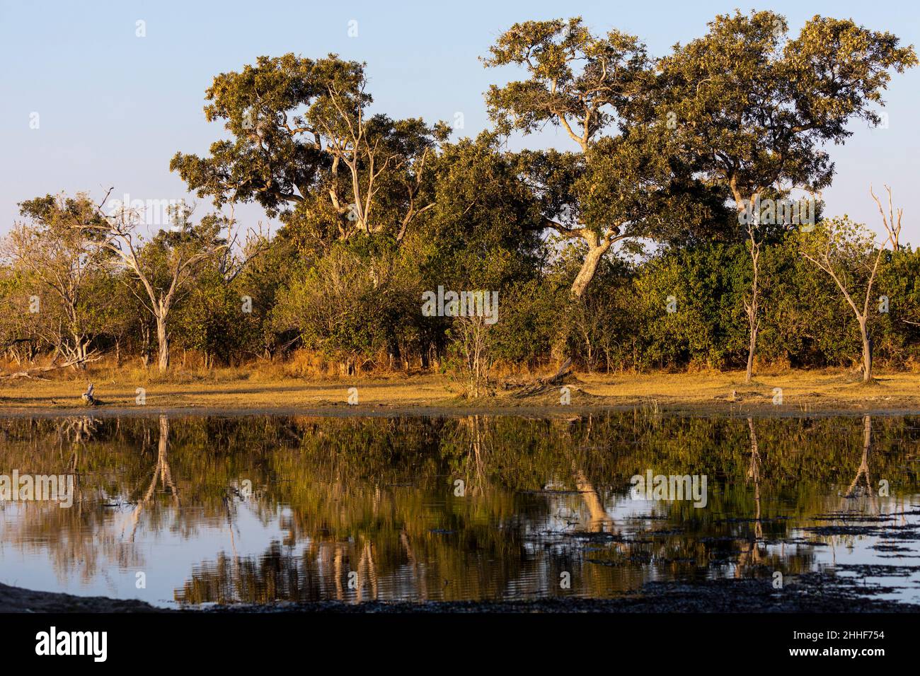 Paysage, terres humides, arbres reflétés dans les eaux calmes du delta de l'Okavango Banque D'Images