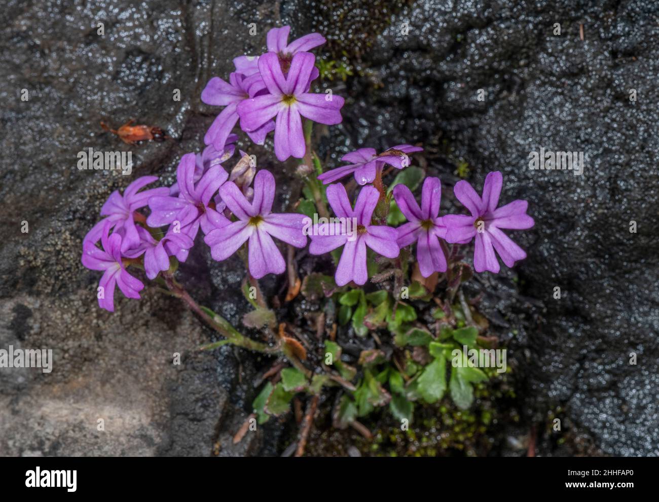 Fard fée, Erinus alpinus, en fleur sur calcaire, Alpes. Banque D'Images