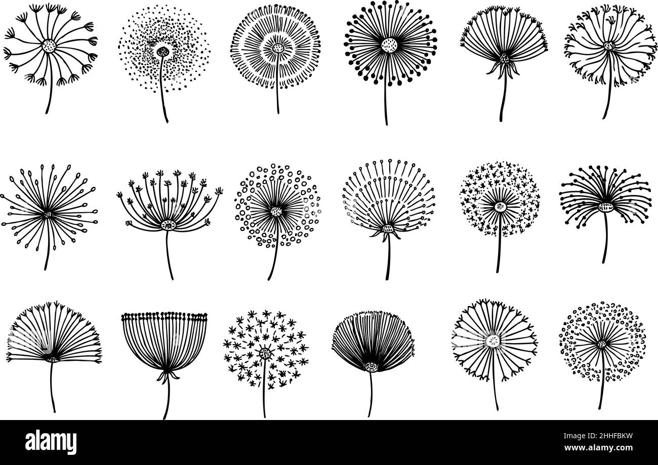 Pissenlit.Pissenlits graphiques abstraits, doodle de graines de fleurs vintage.Éléments botaniques, icônes florales molletonnées dessinées à la main.Silhouettes en fleurs noires Illustration de Vecteur