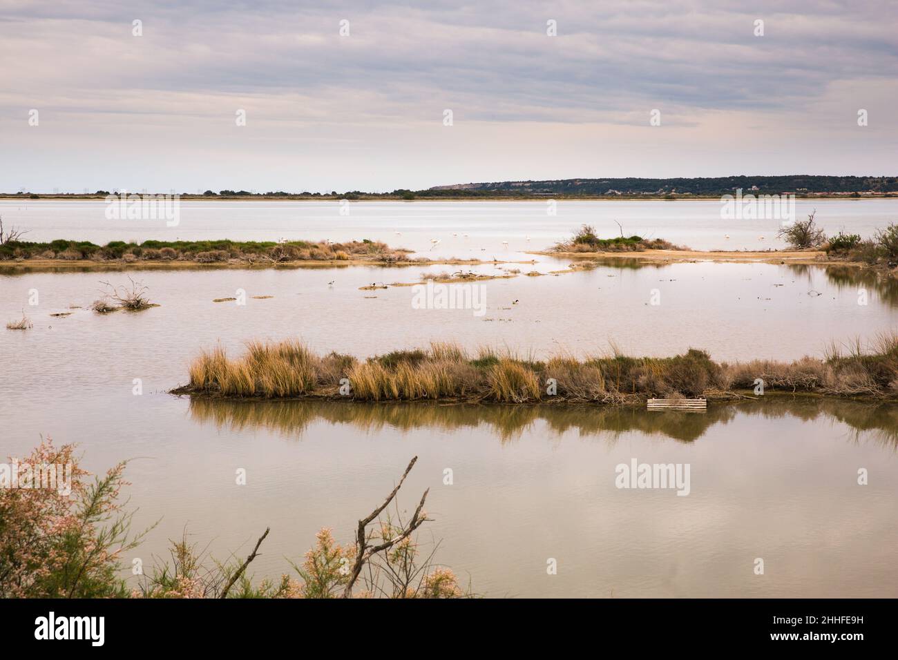 Flamingos sauvage itinérance libre dans la réserve naturelle régionale de Saint Lucie, Port-la-Nouvelle, France Banque D'Images