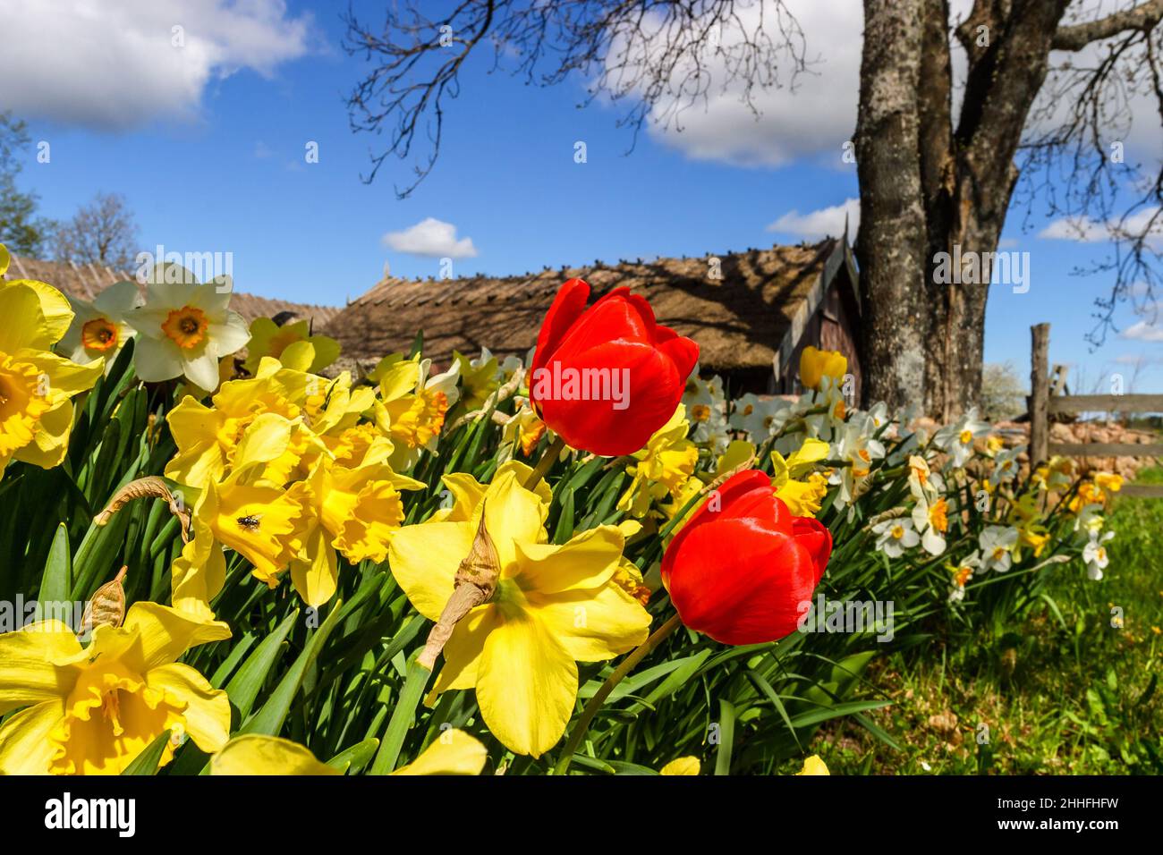Fleurs de jonquille et de tulipe dans un jardin au printemps Photo Stock -  Alamy