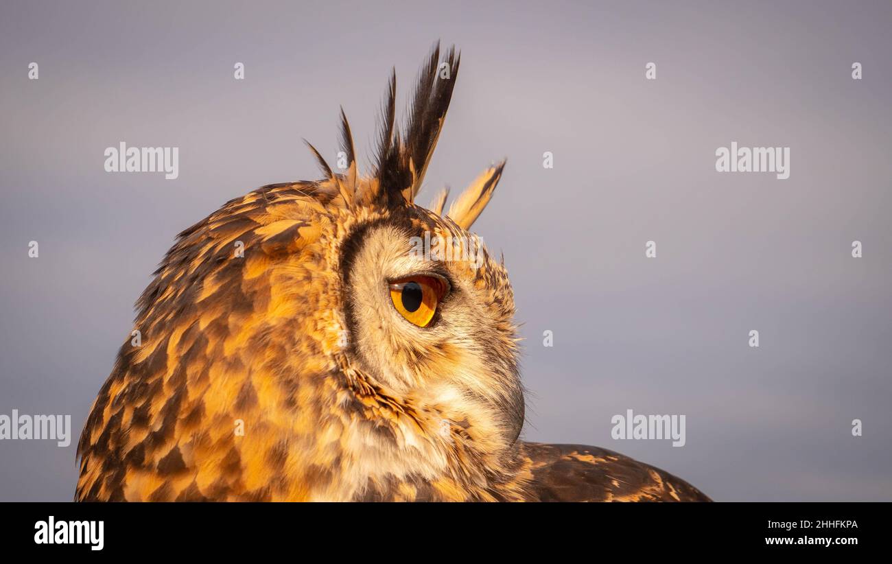 Hibou eurasien de l'aigle dans la lumière du soleil du matin basse dorée se préparant à attraper des proies Banque D'Images