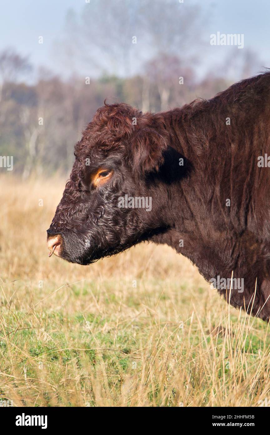 Bull sur Norfolk pâturage marais, Norfolk, Royaume-Uni Banque D'Images