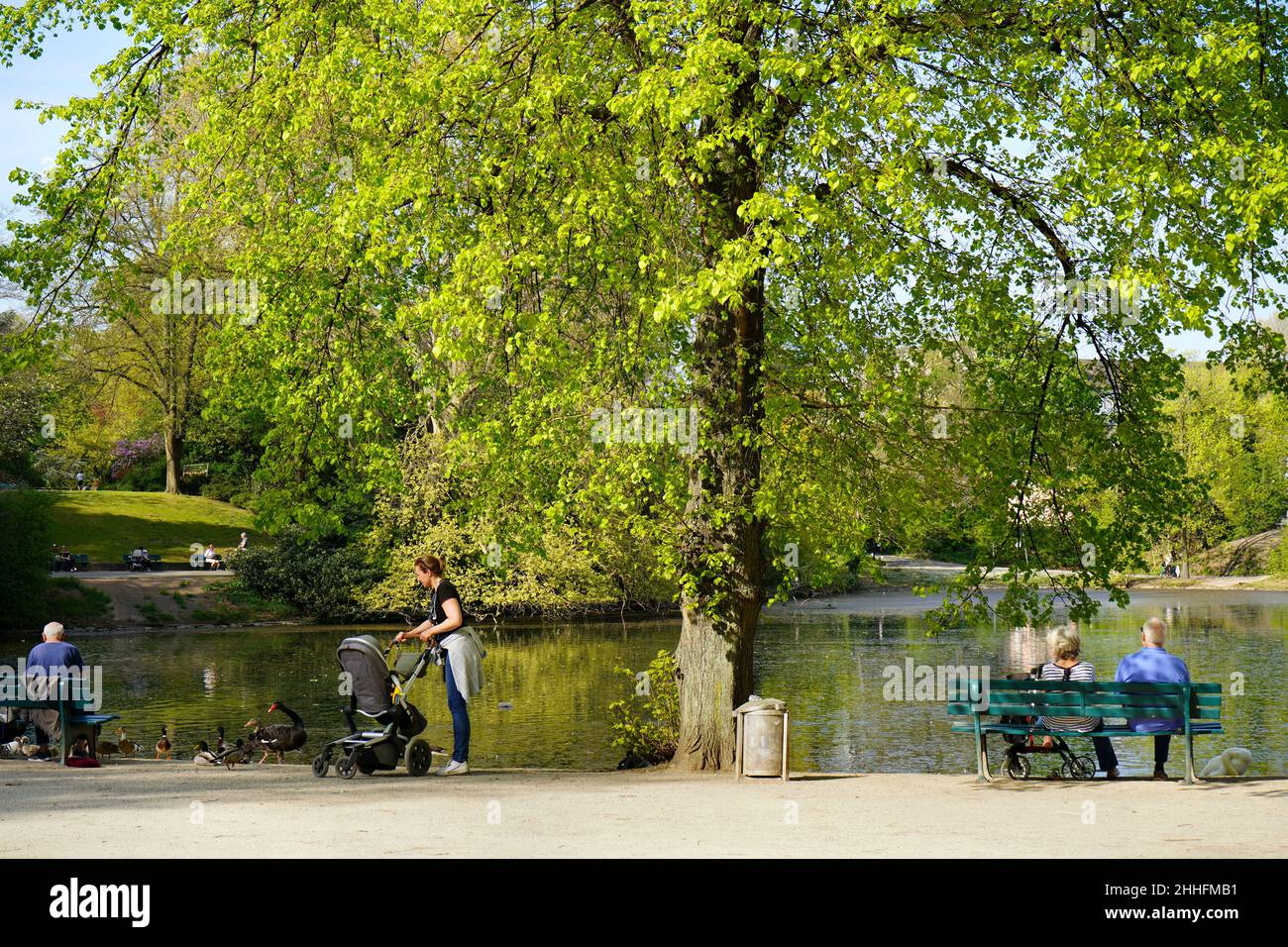 Le jardin public Hofgarten de Düsseldorf avec de beaux vieux arbres.La partie la plus ancienne de ce parc a été créée en 1769.Il est populaire auprès des jeunes et des vieux. Banque D'Images