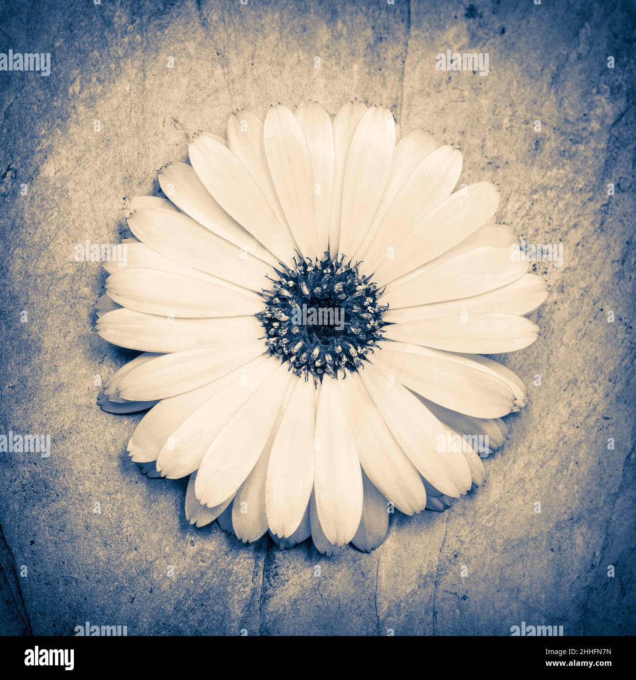 Marguerite Daisy Flower - Still Life  Norfolk Royaume-Uni Banque D'Images