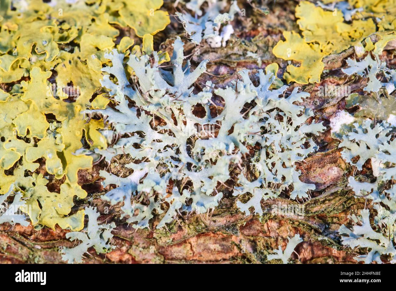 Lichens sur l'écorce de mûrier  Norfolk UK Banque D'Images