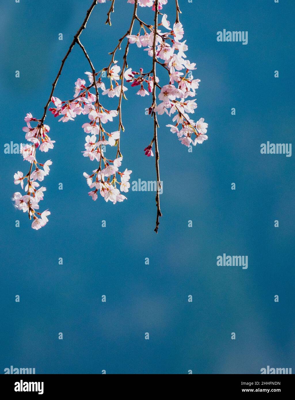 Japanese Sakura Branch Dark Pink Banque De Photographies Et D Images A Haute Resolution Alamy