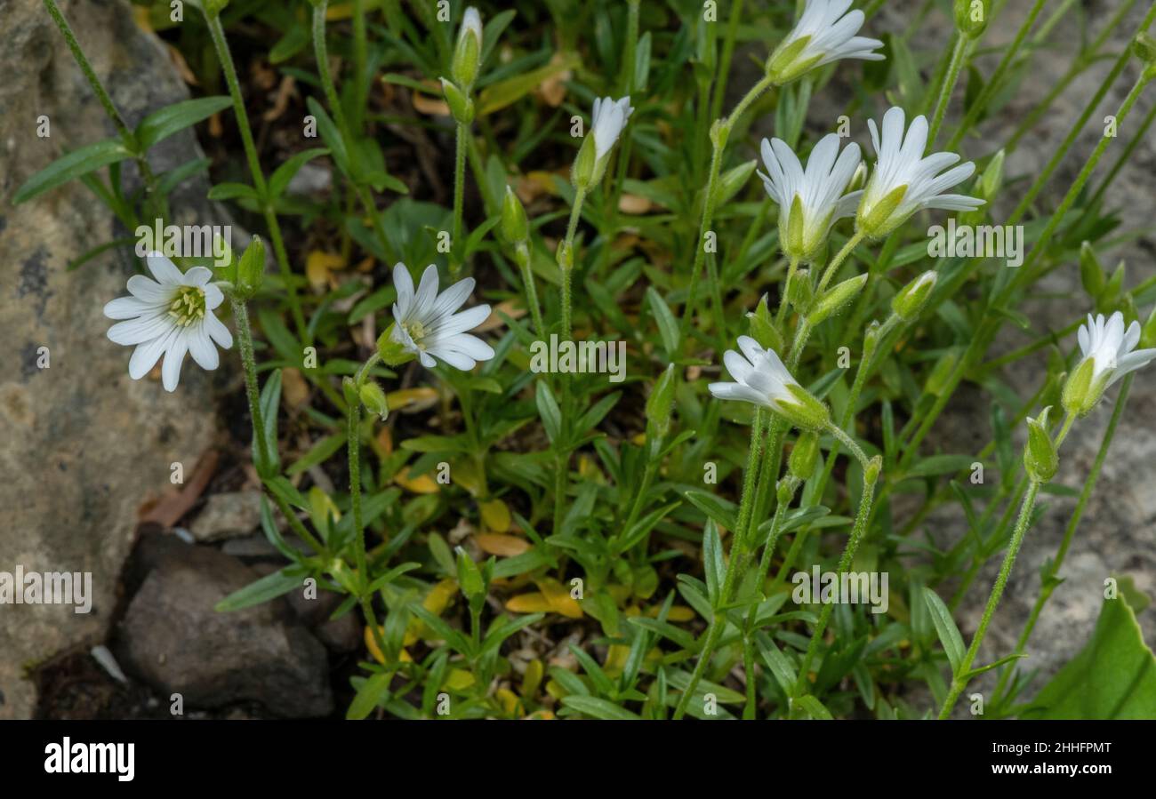 Champ souris-oreille, Cerastium arvense, en fleur dans les prairies. Banque D'Images