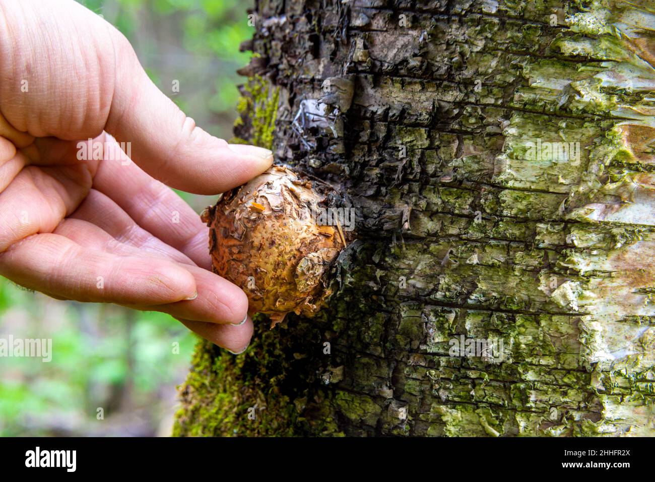 maladie de l'arbre sous forme de croissance à la surface du tronc un — free download