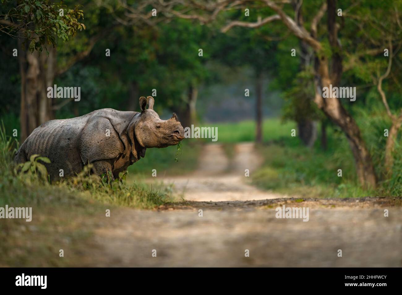 Rhinocéros indiens adultes traversant un sentier de safari au parc national de Kaziranga, Assam Banque D'Images