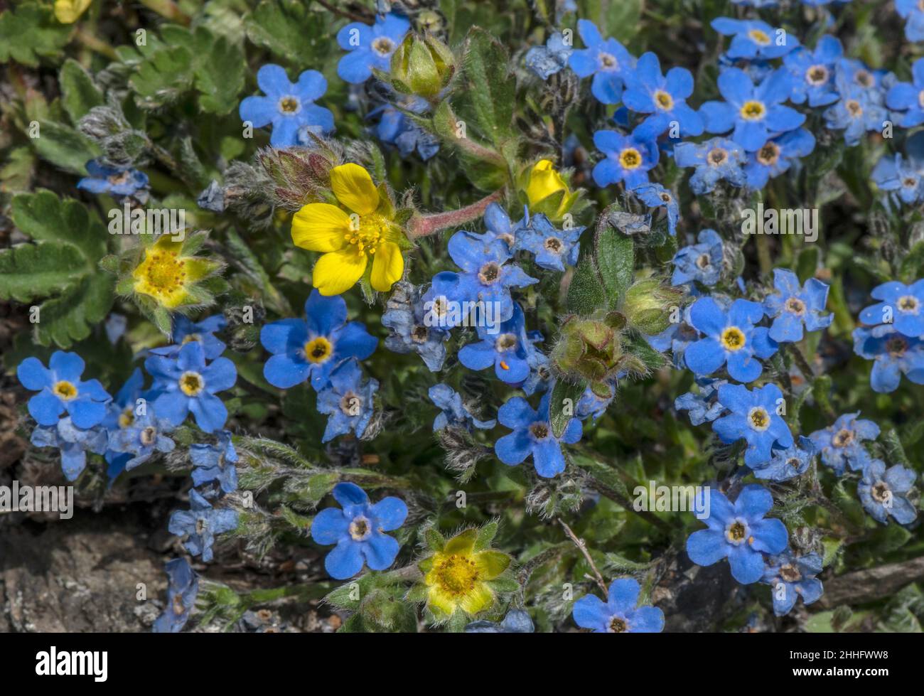 Roi des Alpes, Érythrichium nanum, avec le cinquefoil alpin de Dwarf, Potentilla frigida, sur la roche acide à 3000m.Alpes suisses. Banque D'Images