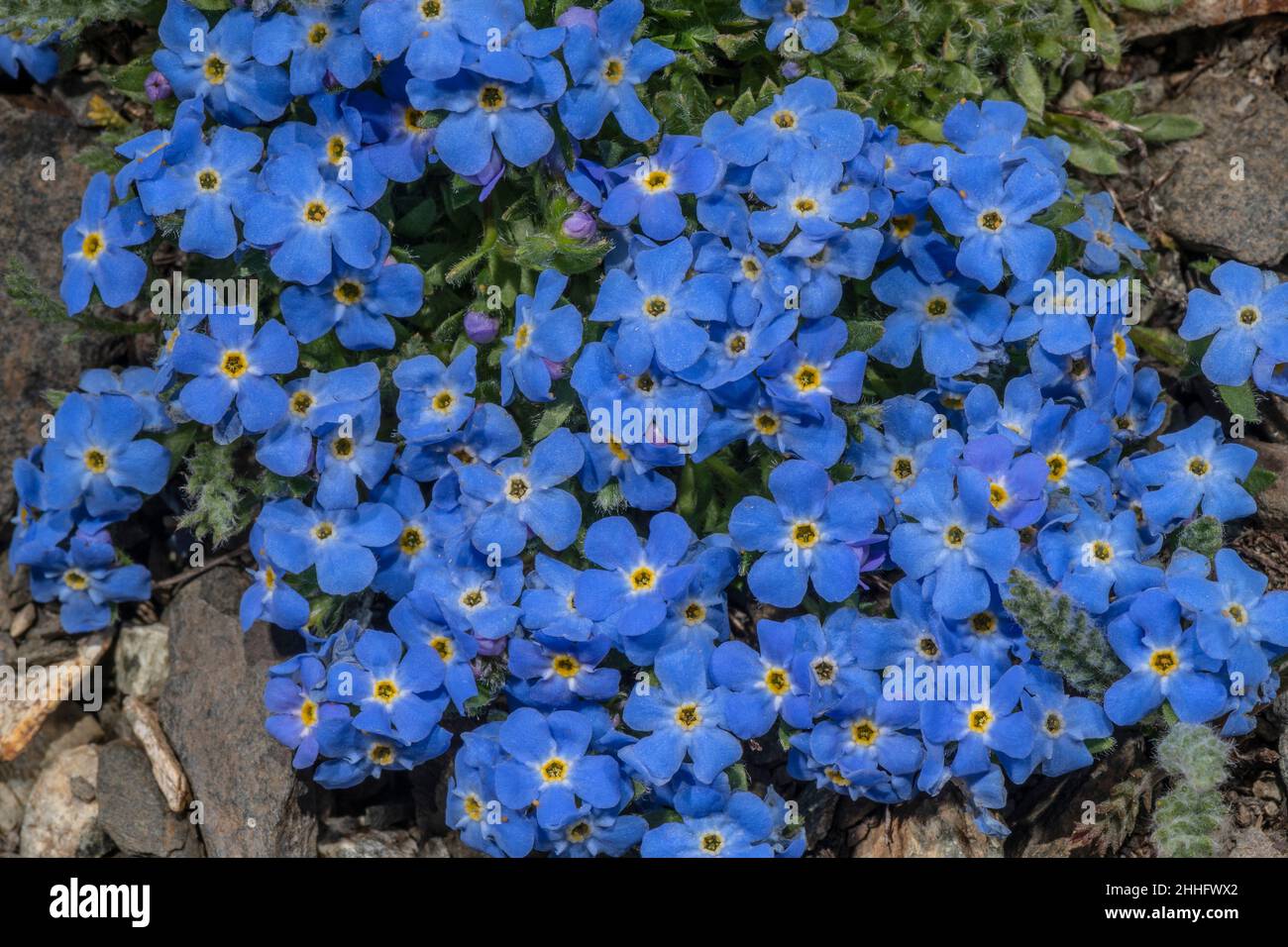 Roi des Alpes, Érythrichium nanum, en fleur à 3000m dans les Alpes suisses. Banque D'Images