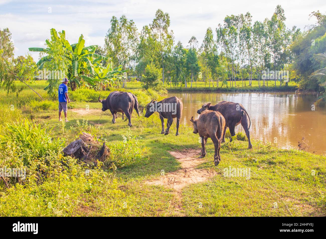 Buffalo aquatique dans un champ de riz Thaïlande Asie du Sud-est Banque D'Images