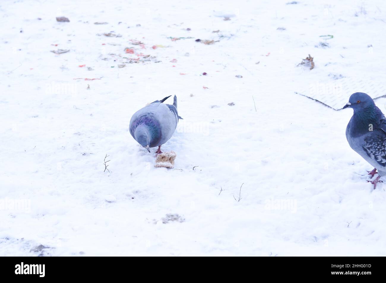 Nourrir les pigeons gris sur la cour en hiver Banque D'Images