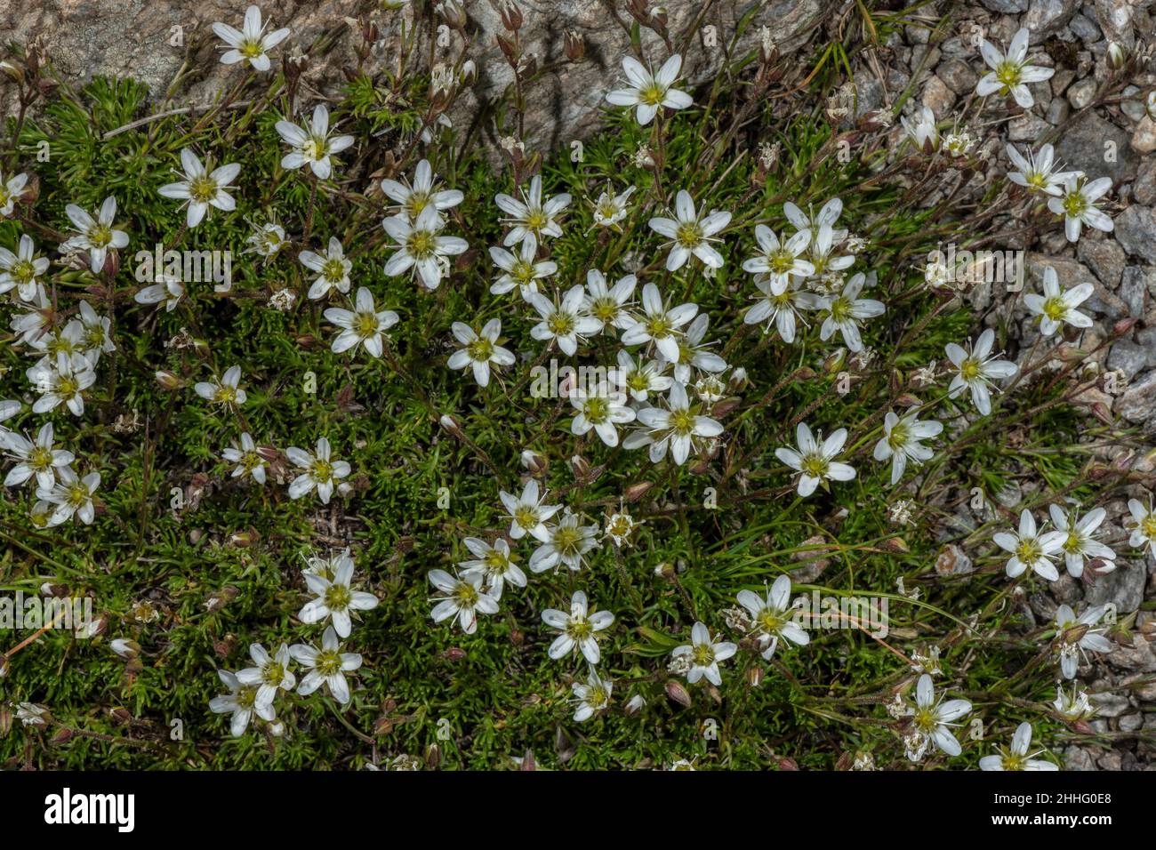 Spring Sandwort, Minuartia verna, en fleur dans les prairies sèches. Banque D'Images