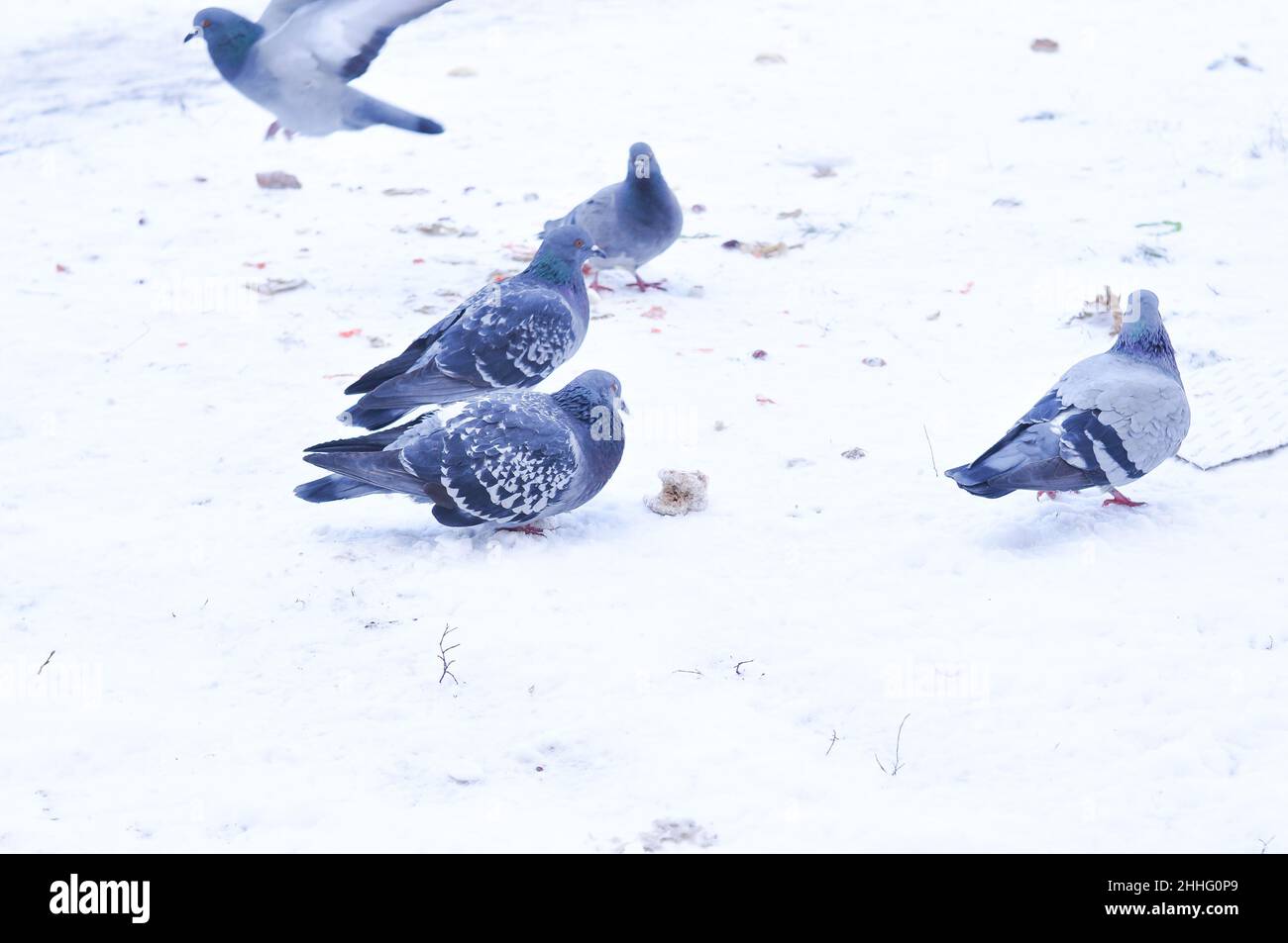 Nourrir les pigeons gris sur la cour en hiver Banque D'Images