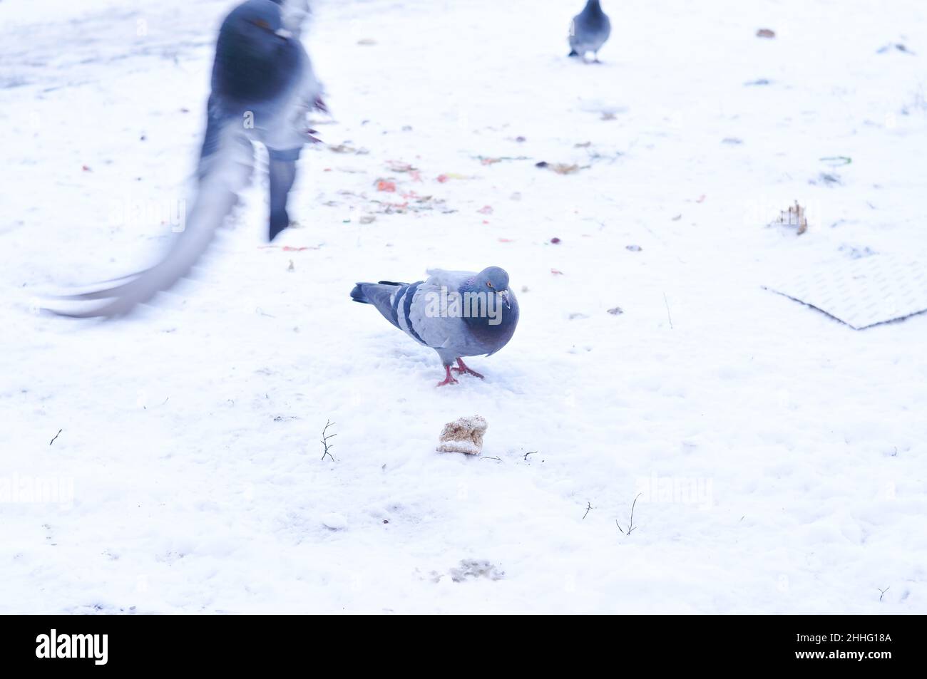 Nourrir les pigeons gris sur la cour en hiver Banque D'Images