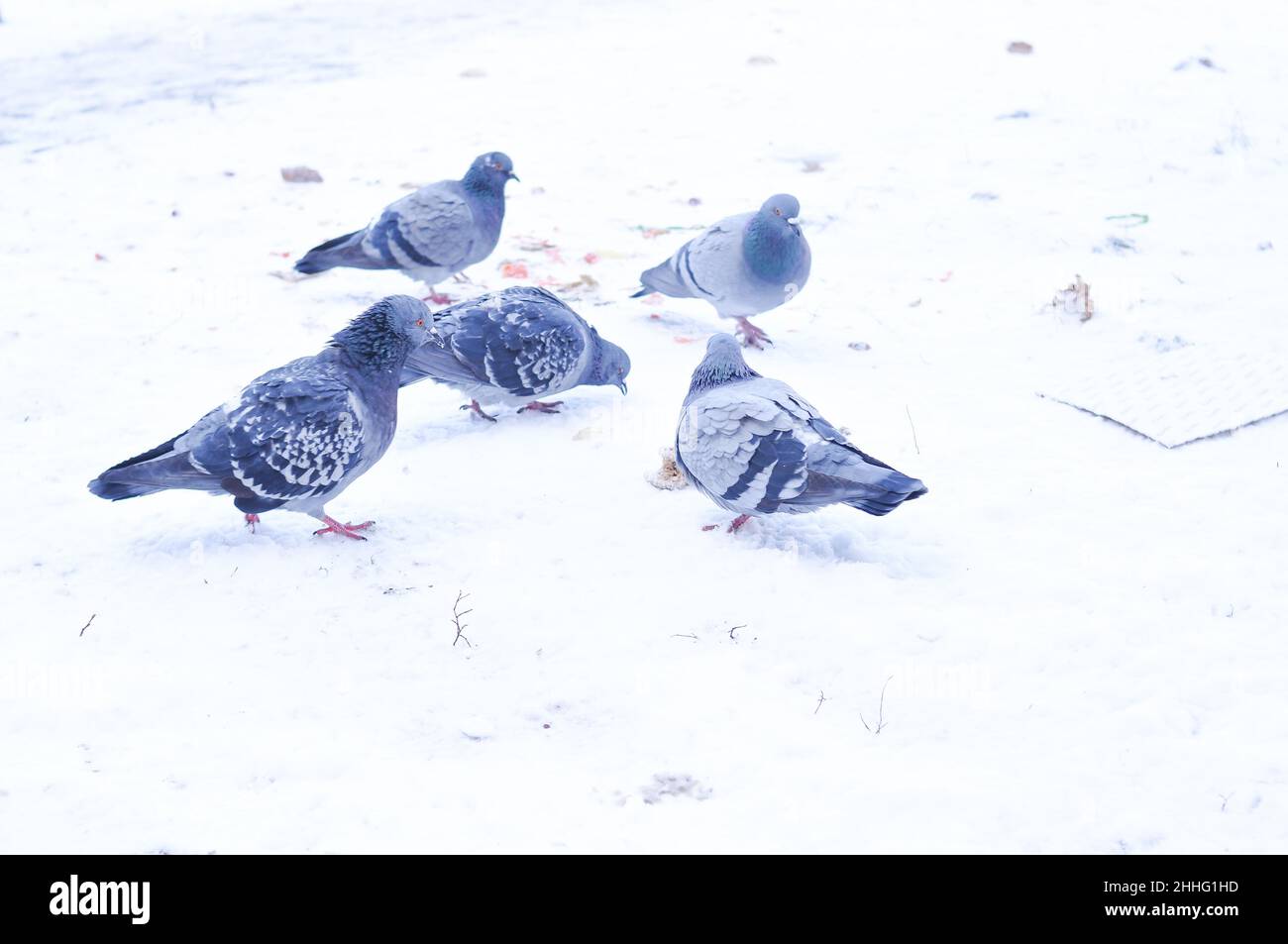 Nourrir les pigeons gris sur la cour en hiver Banque D'Images