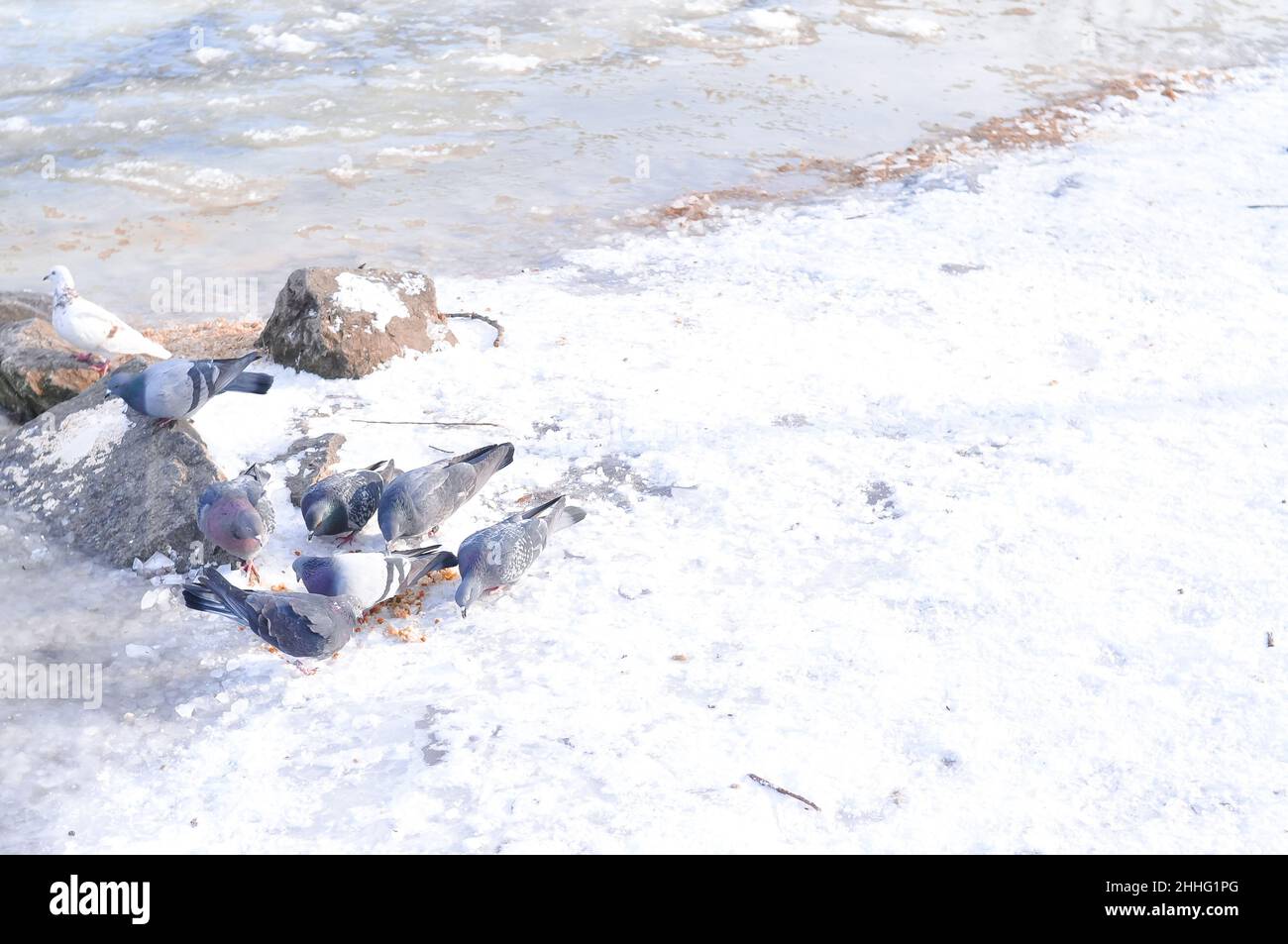 Nourrir les pigeons gris sur la cour en hiver Banque D'Images