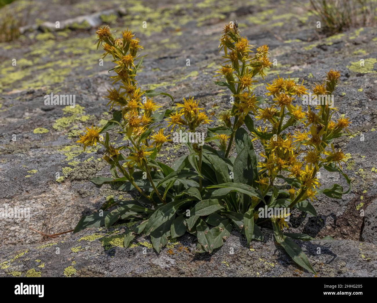 Goldenrod, Solidago virgaurea, en fleur sur les rochers. Banque D'Images