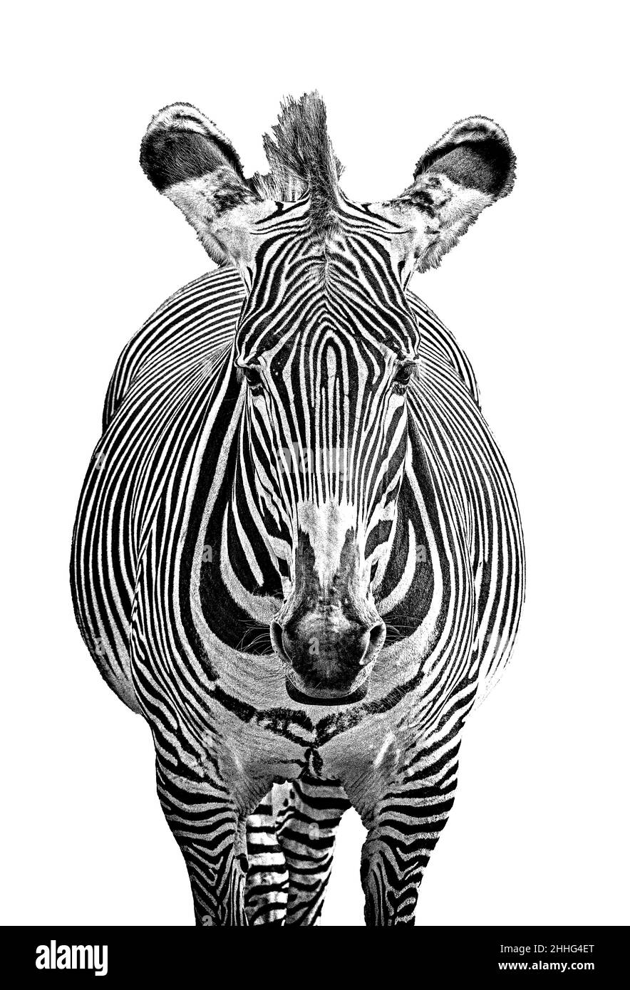 Zebra noir et blanc Banque D'Images