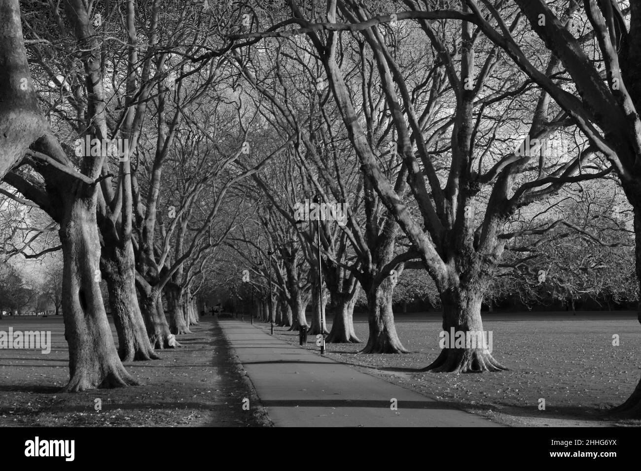 L'avenue des arbres le long de l'avenue Victoria sur Jesus Green, Cambridge City, Cambridgeshire, Angleterre, Royaume-Uni Banque D'Images