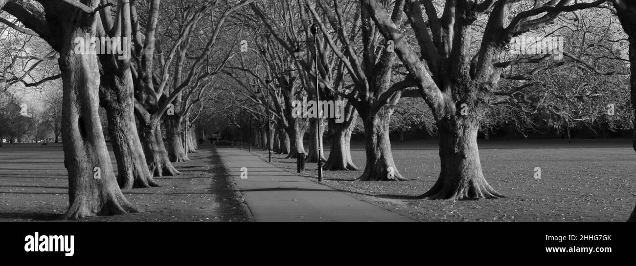 L'avenue des arbres le long de l'avenue Victoria sur Jesus Green, Cambridge City, Cambridgeshire, Angleterre, Royaume-Uni Banque D'Images