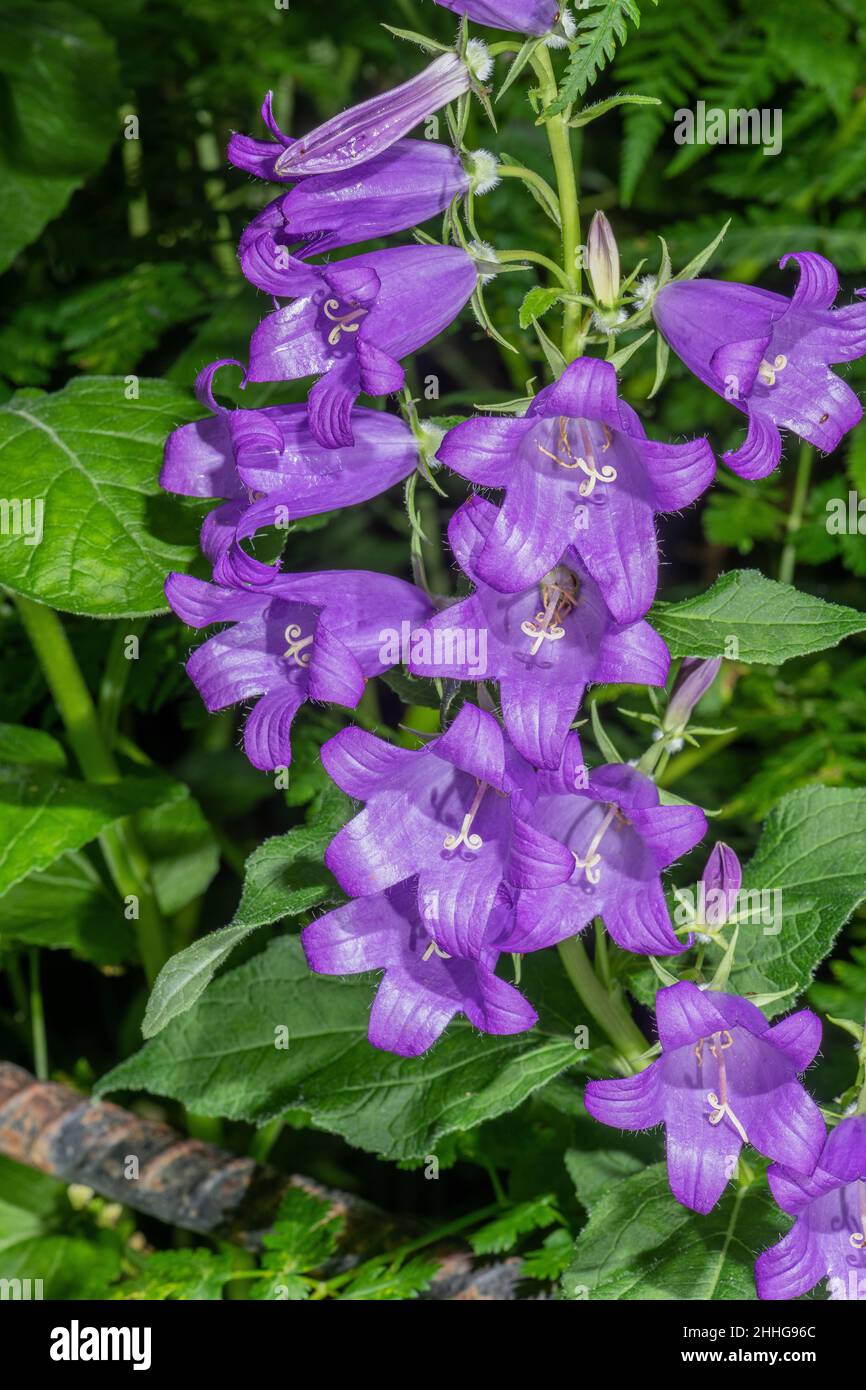 bellflower géant, Campanula latifolia, fleur de lin sur le bord des bois. Banque D'Images