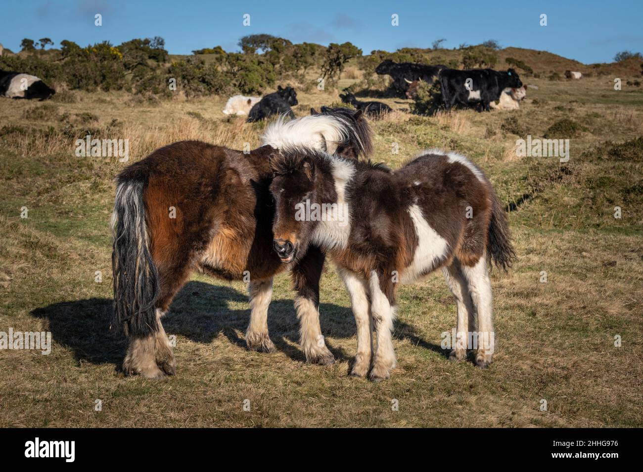Une jument de Pony de Bodmin et son ennemi sur Minion Downs sur Bodmin Moor à Cornwall au Royaume-Uni. Banque D'Images