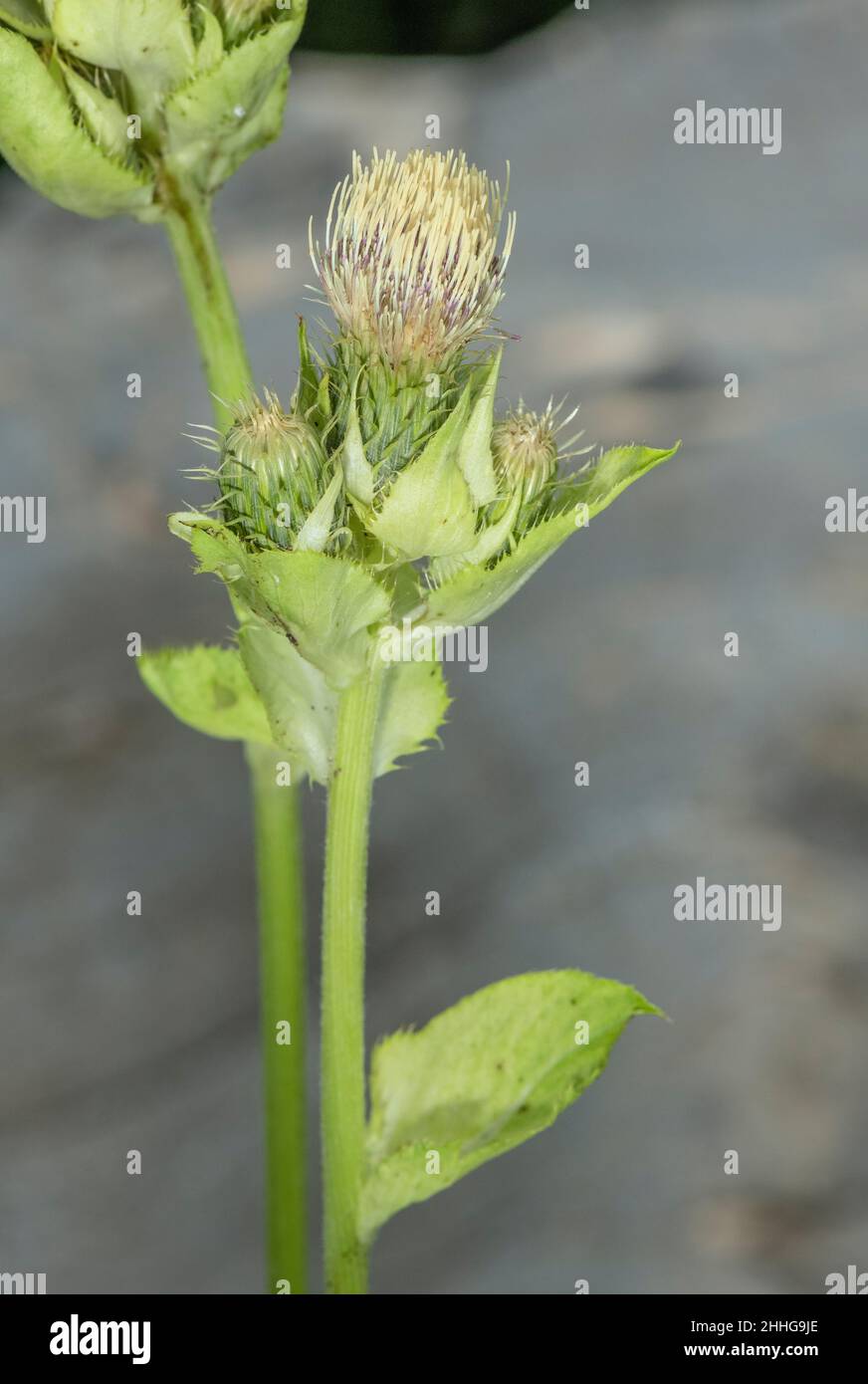 Chardon aux choux, Cirsium oleraceum en fleur dans les prairies, Alpes suisses. Banque D'Images