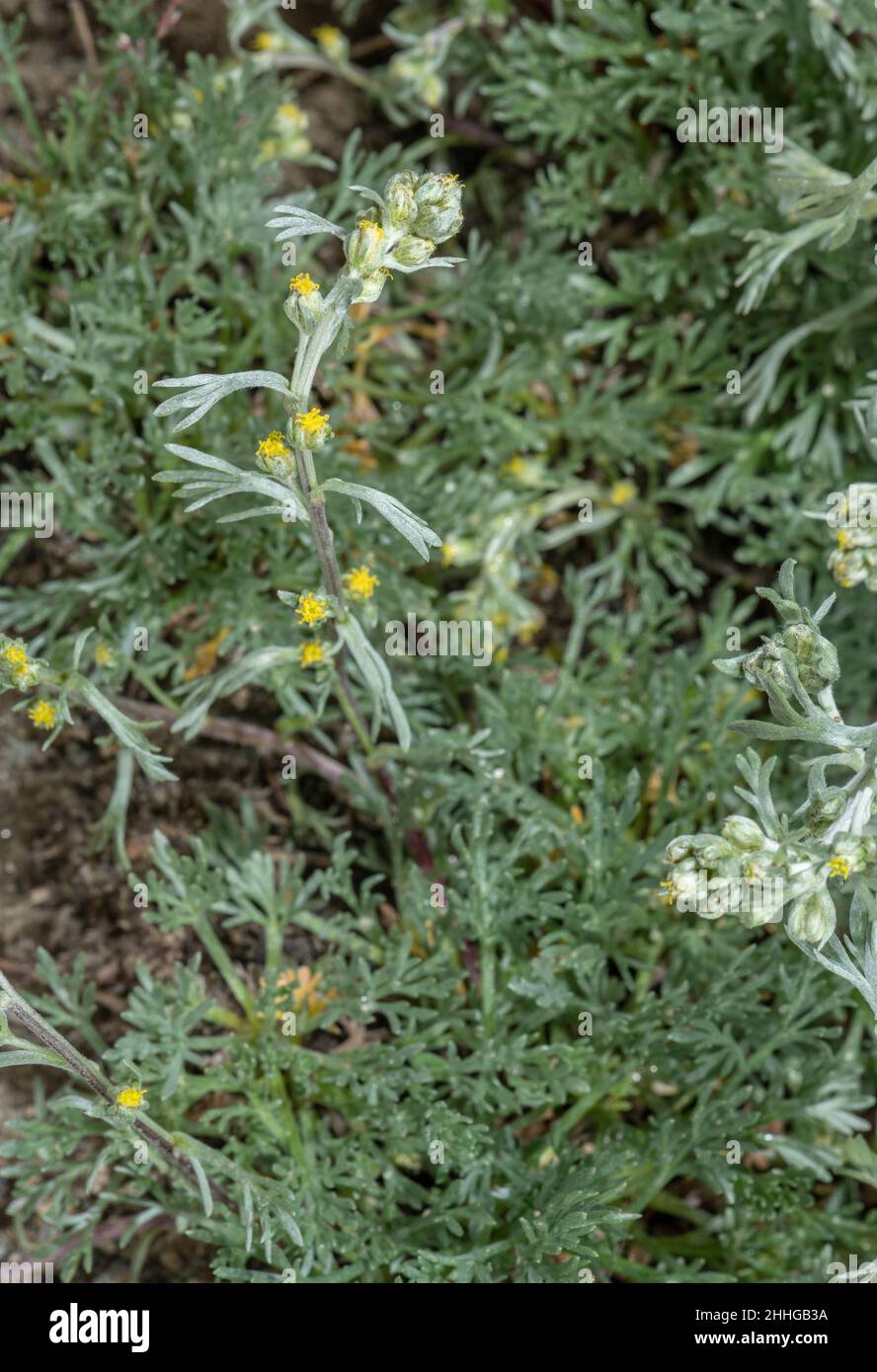 Genepì blanc, Artemisia umbelliformis, en fleur haute dans les Alpes italiennes. Banque D'Images