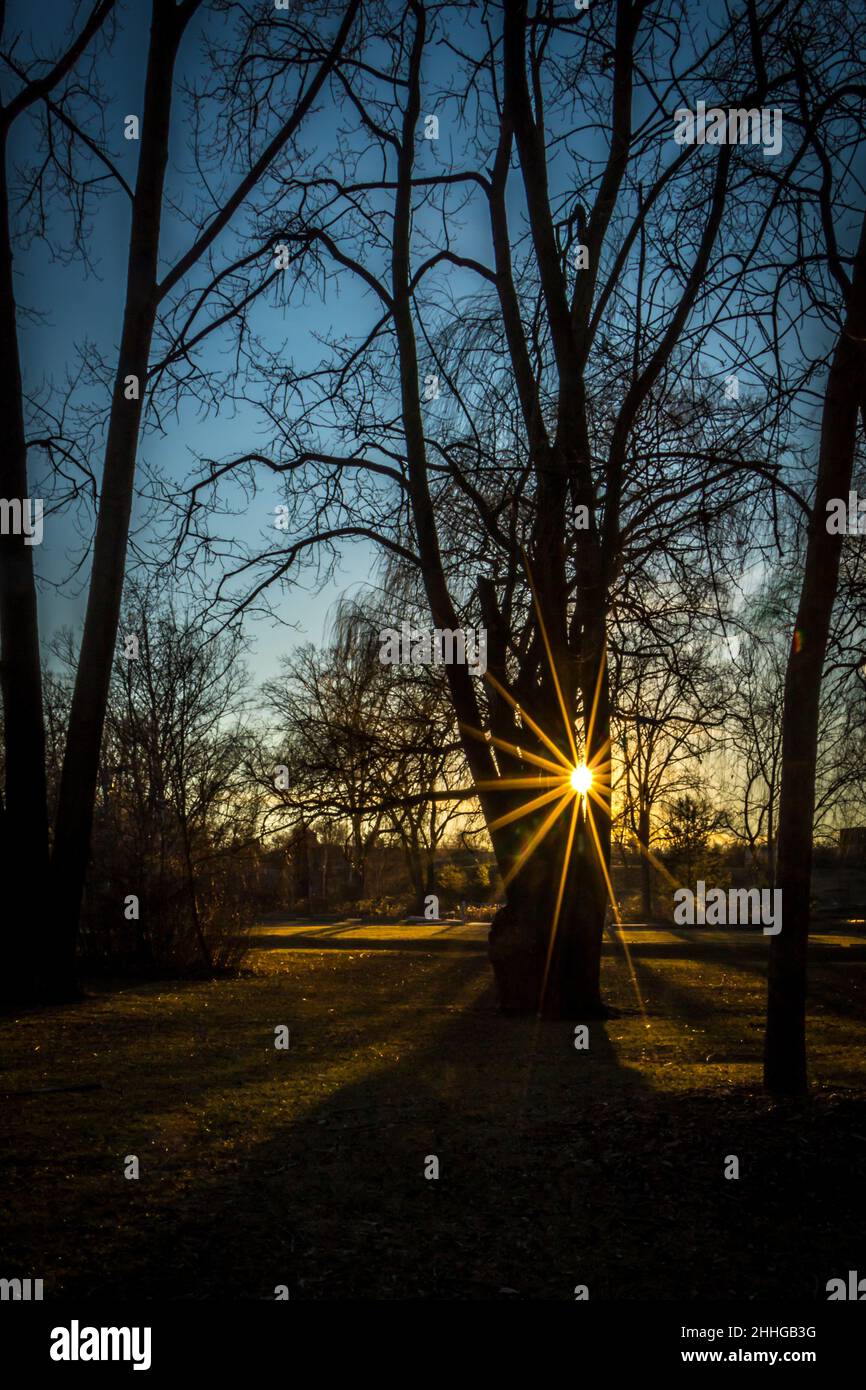 Éclatent dans les arbres du parc Jack Darling Banque D'Images