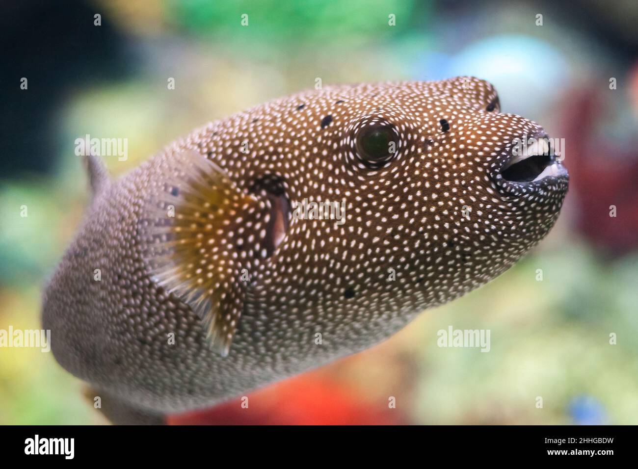 Le poisson-souffleur (Arothron meleagris), connu sous le nom de poisson-souffleur de guineafhib. Banque D'Images