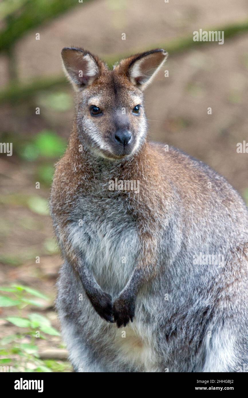 Vue rapprochée du kangourou. Banque D'Images