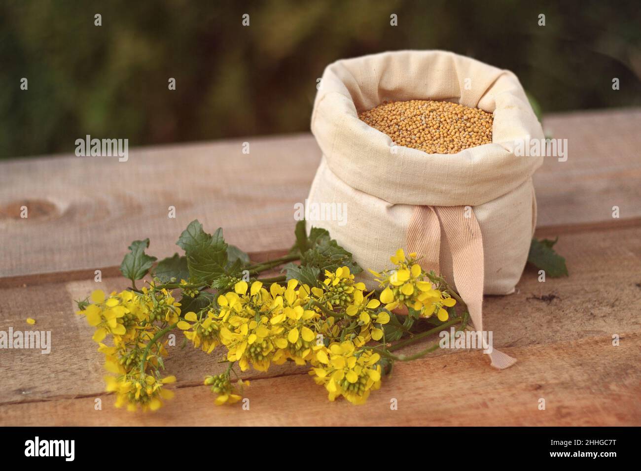 Moutarde - sachet de graines, épis de grain Banque D'Images